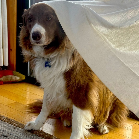 Meet your Posher, Sam - Picture 1 of 1